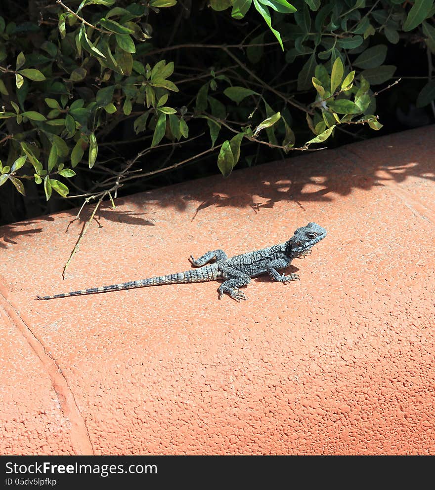 Big blue lizard on the stone