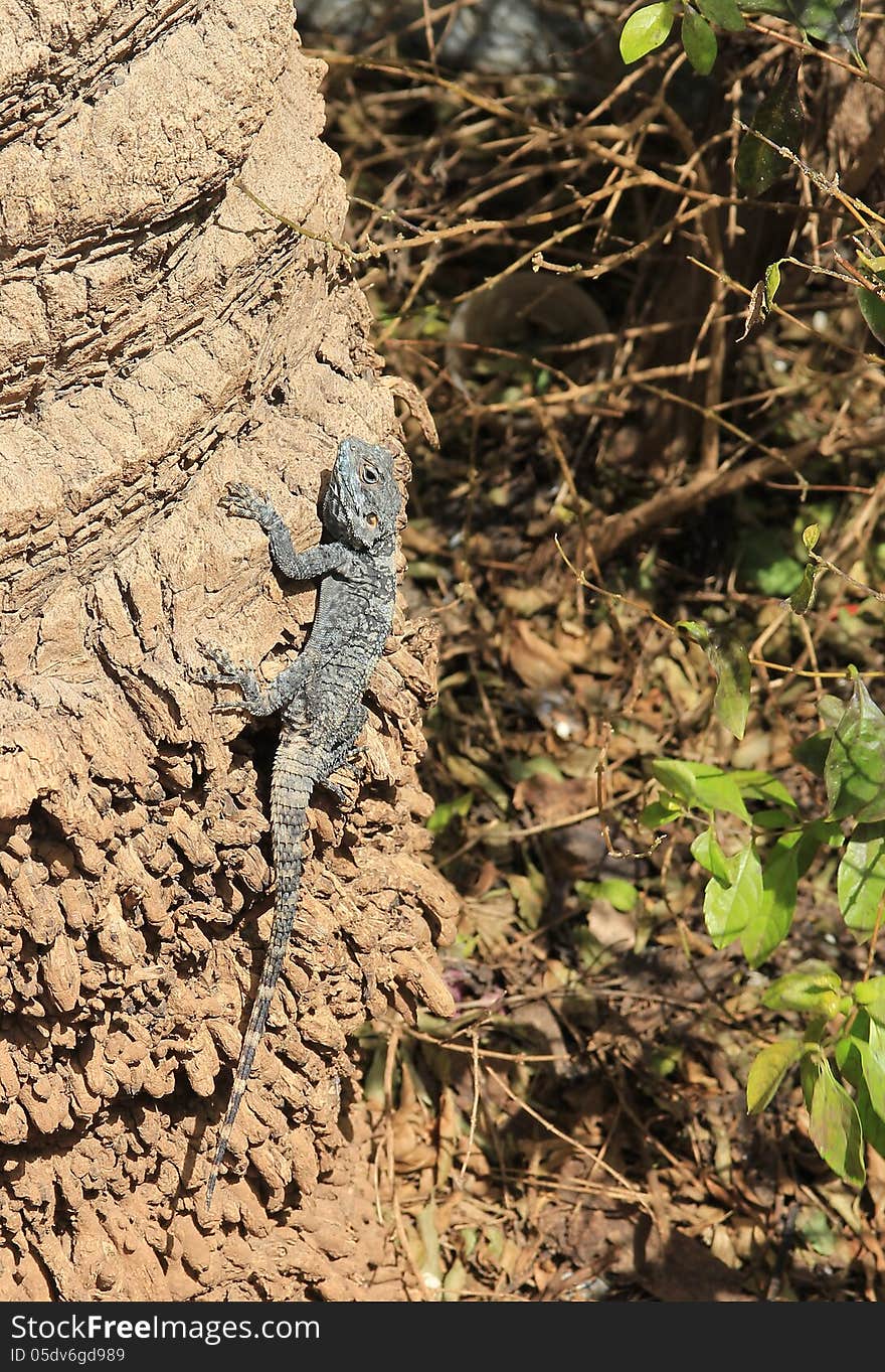 Blue lizard on the tree