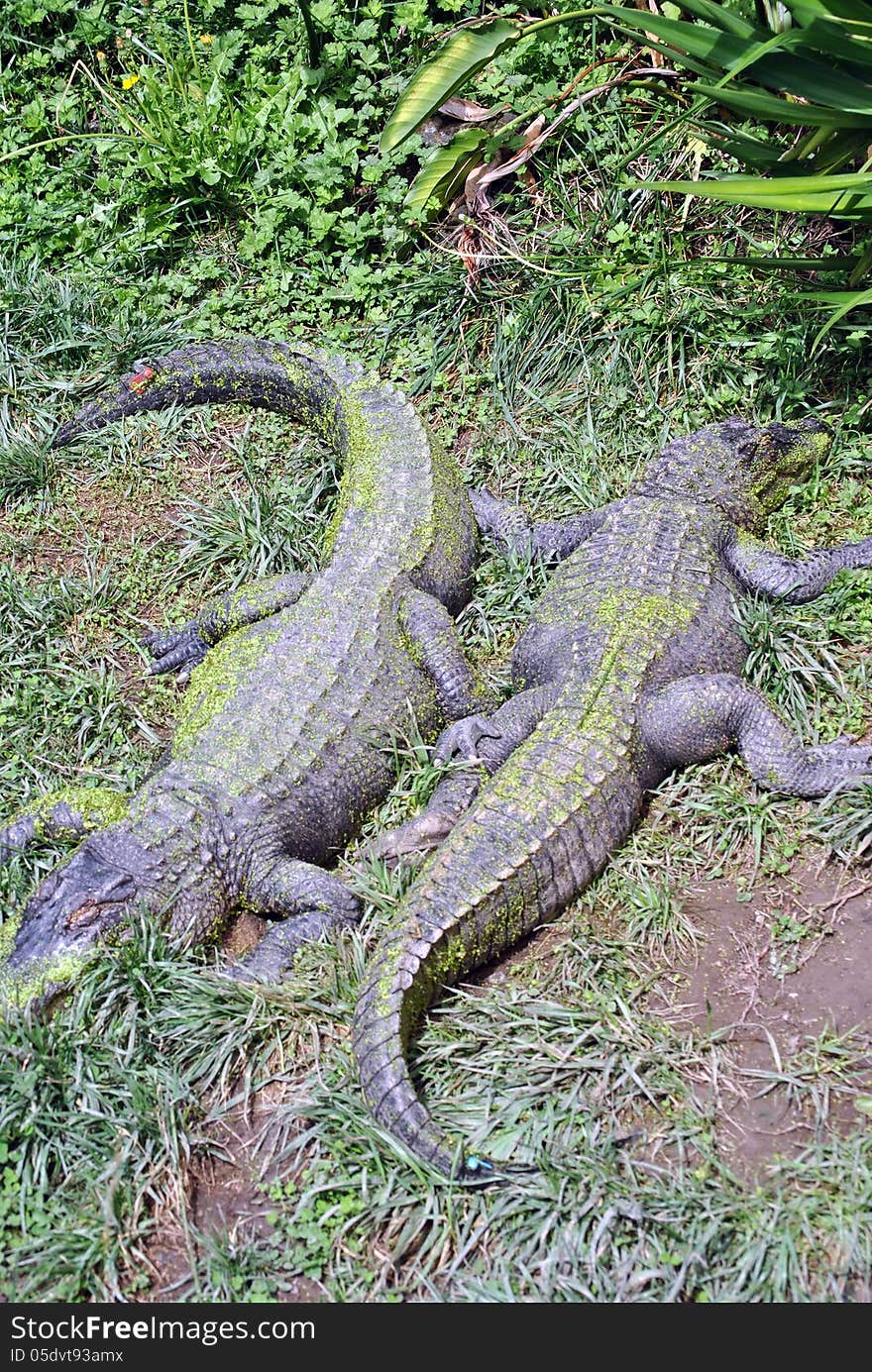 Two crocodiles lying head to tail basking in the sun between green vegetation. Two crocodiles lying head to tail basking in the sun between green vegetation