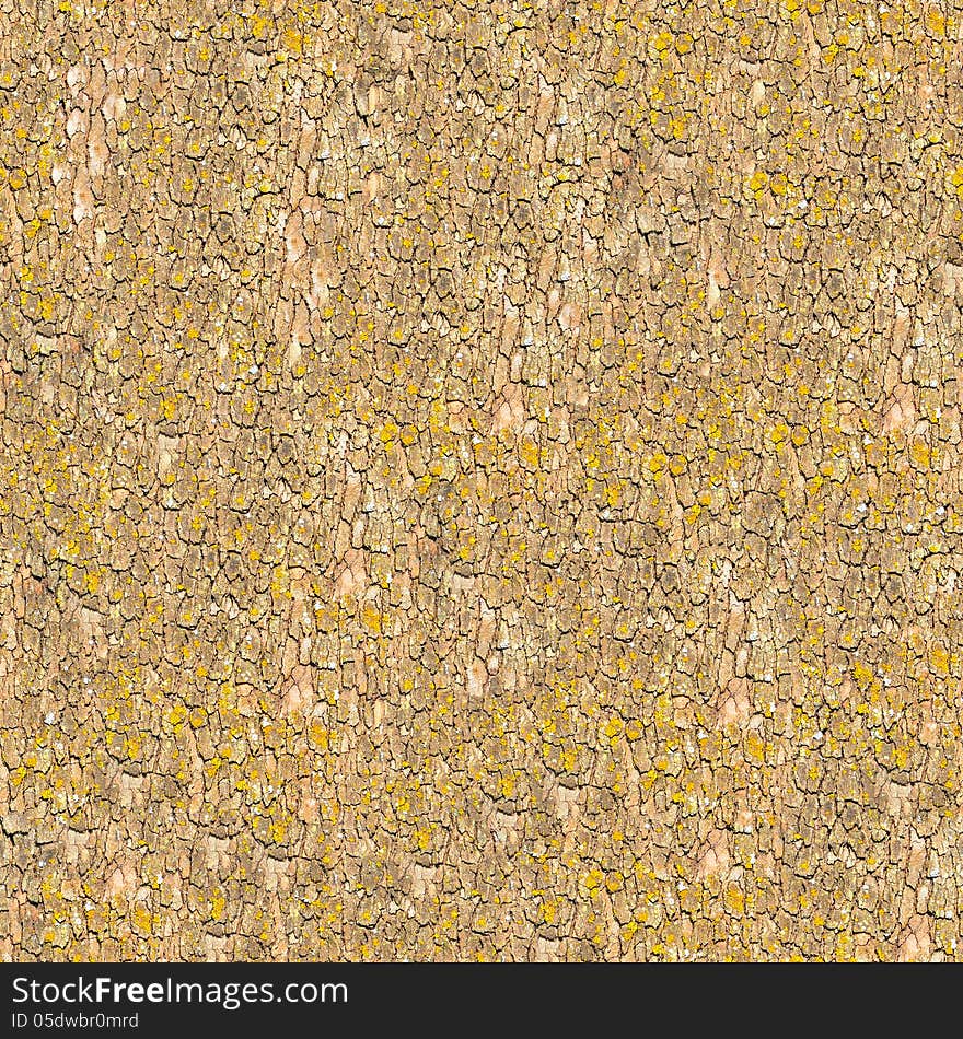 Seamless Texture of Bark.