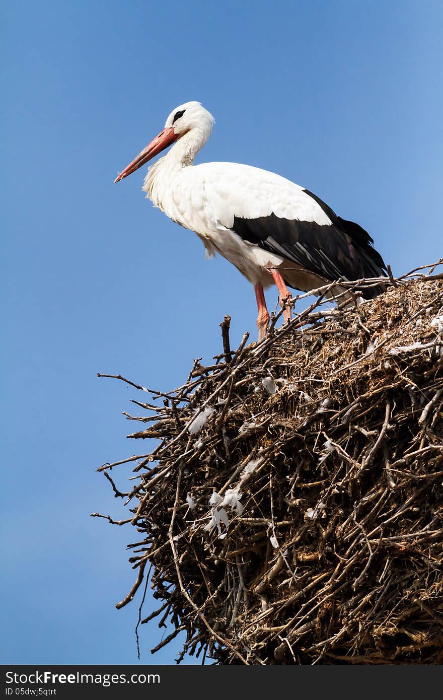 Beautiful stork family in the nest