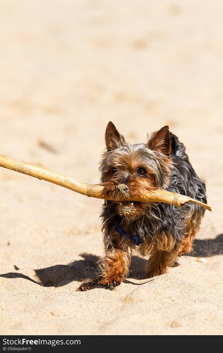 Hard-working Yorkshire Terrier bring back the staff