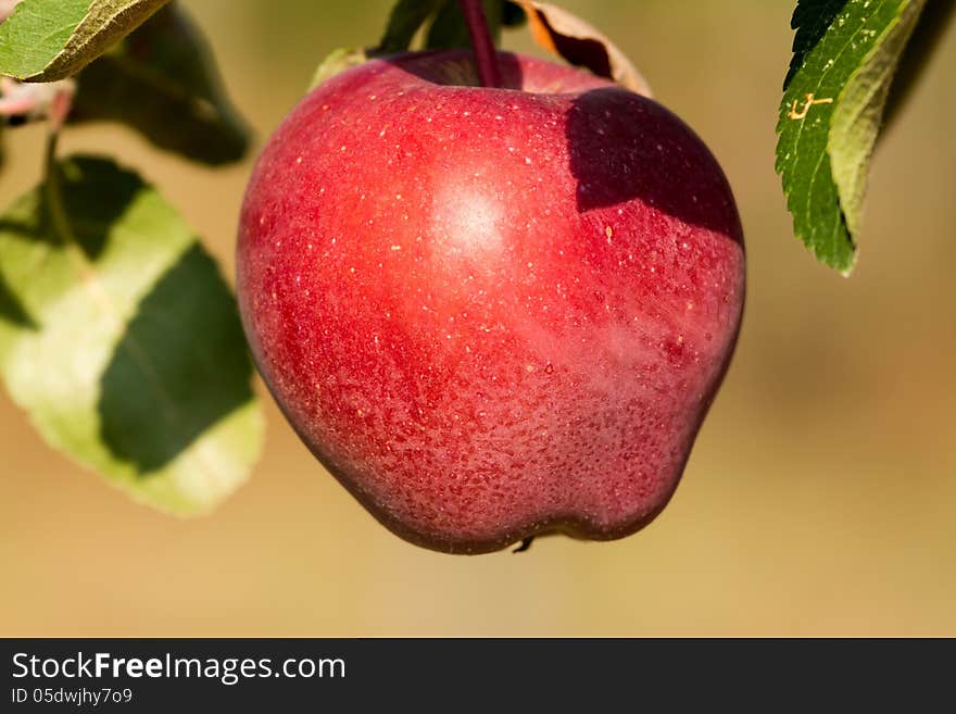 Beautiful red ripe apples on the tree