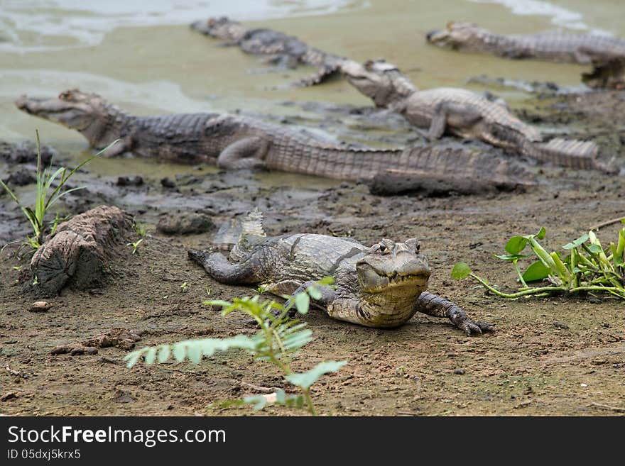 Cayman on Pantanal (Brasil)