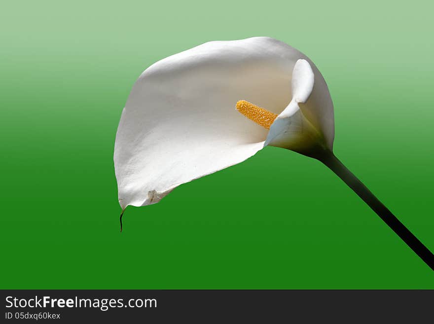 Calla flower