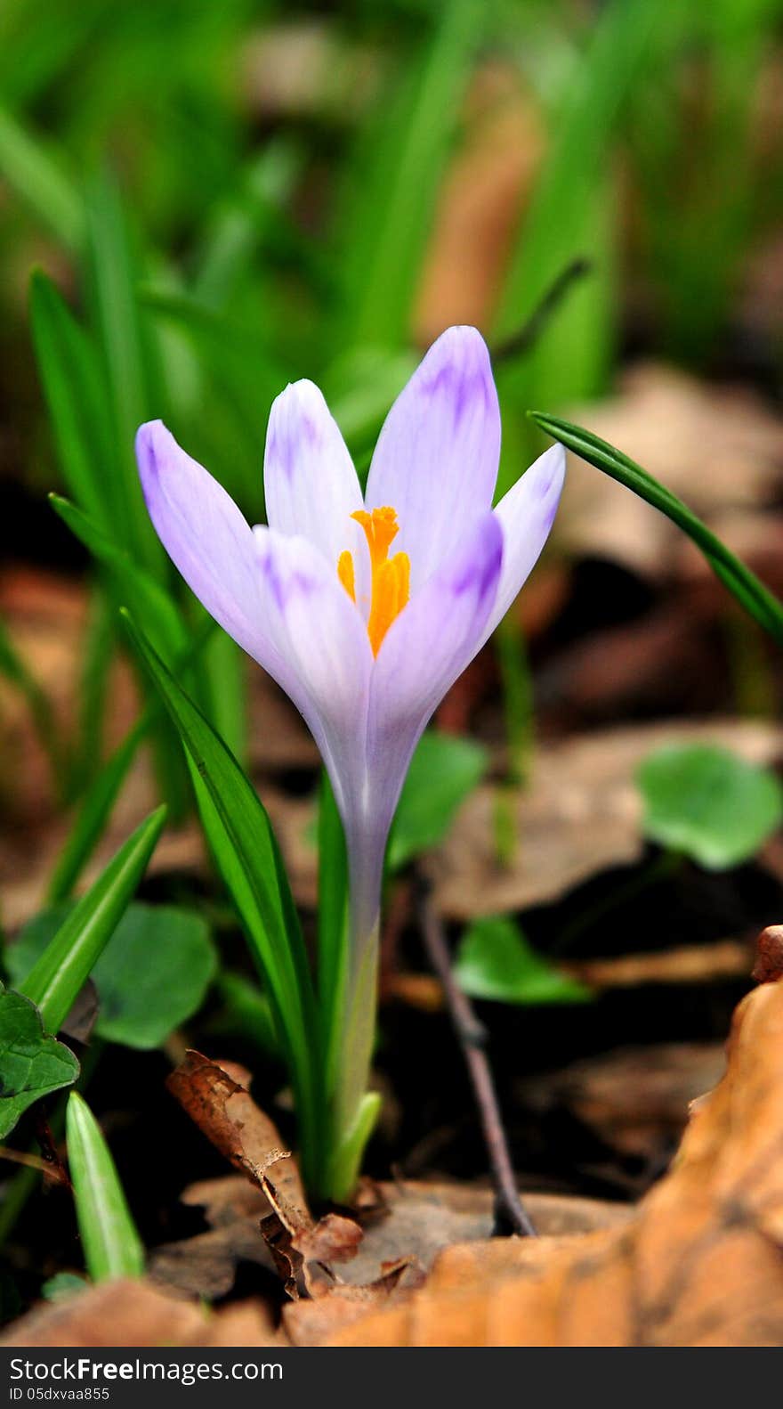 Flower Of Crocus