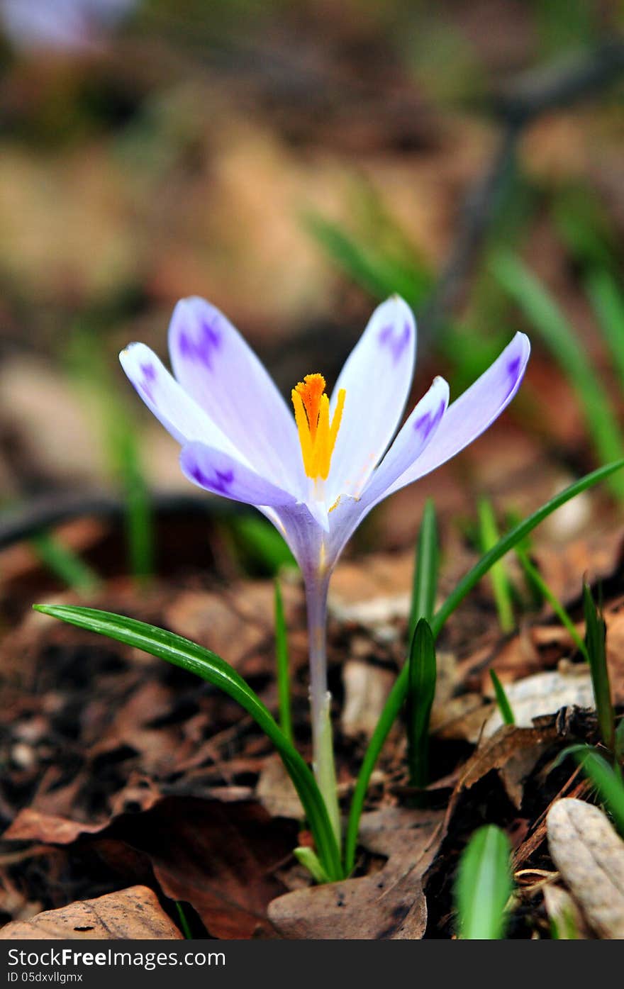 Crocus is a spring flower