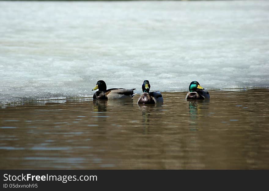 Wild ducks swimming in the pond in the spring