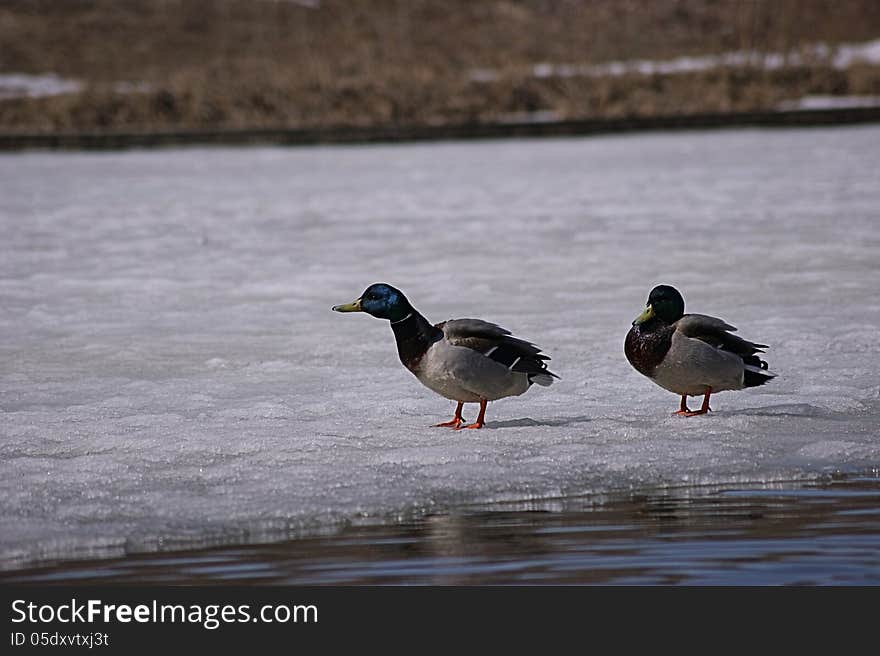 Wild ducks swimming in the pond in the spring