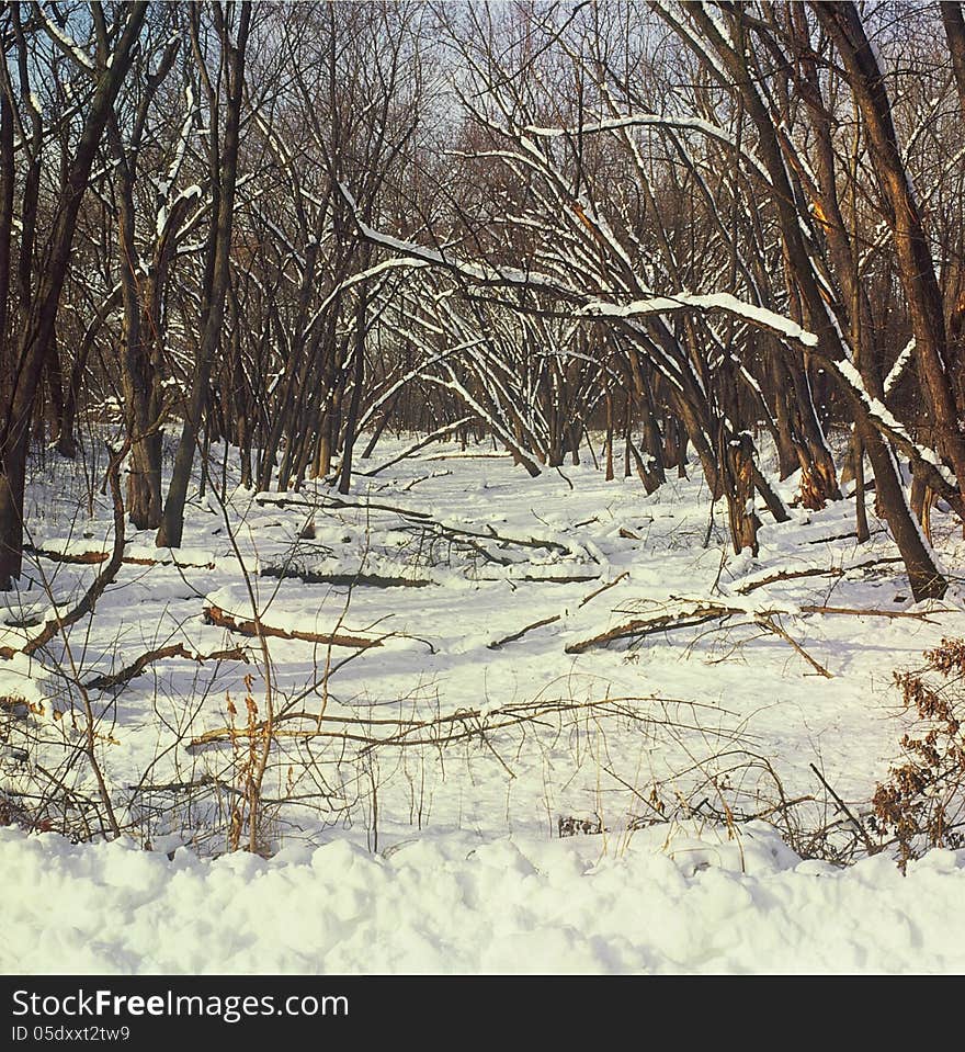 Winter Woodland Perspective