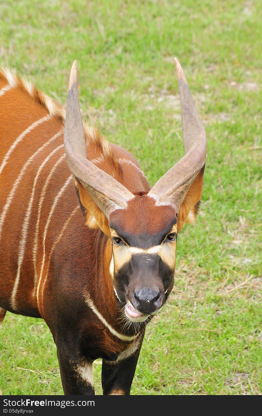 Headshot of African wild Bongo antelope. Headshot of African wild Bongo antelope