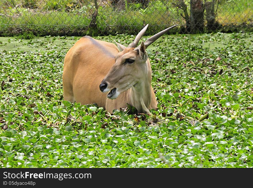 Elan antelope enjoying water plants