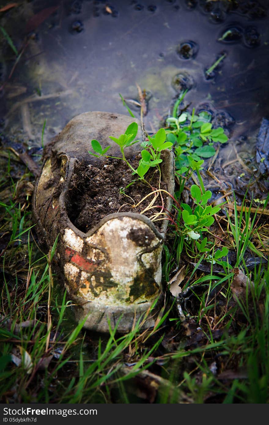 Plant sprouted in an old sneaker