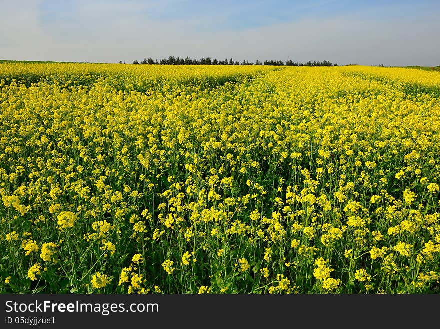 Yellow flowering canola field scenery. Yellow flowering canola field scenery