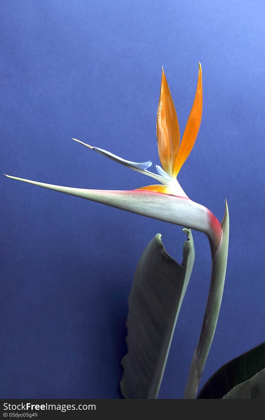 Bird of Paradise flower against a blue background. Strelitzia reginae is a monocotyledonous flowering plant indigenous to South Africa. Common names include Strelitzia, Crane Flower or Bird of Paradise. Photo taken in South Australia. Vertical.