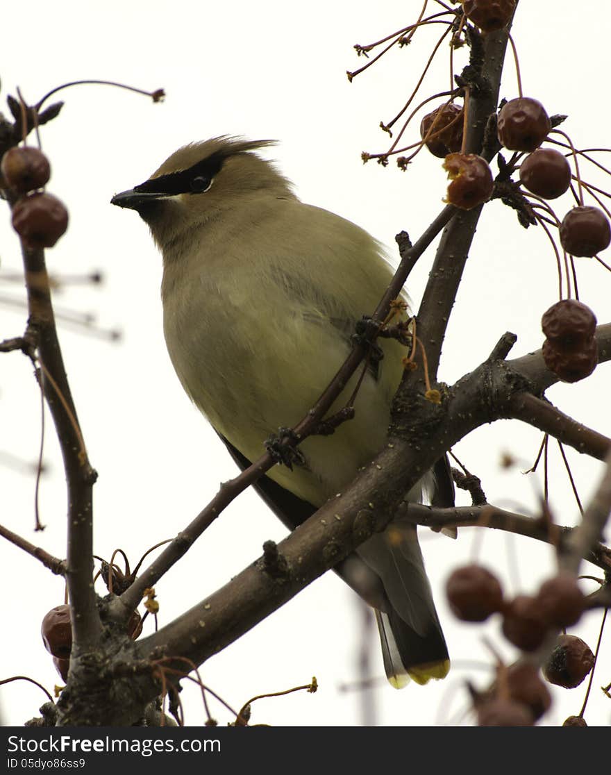 Cedar Waxwing sitting in a crab apple tree. Cedar Waxwing sitting in a crab apple tree