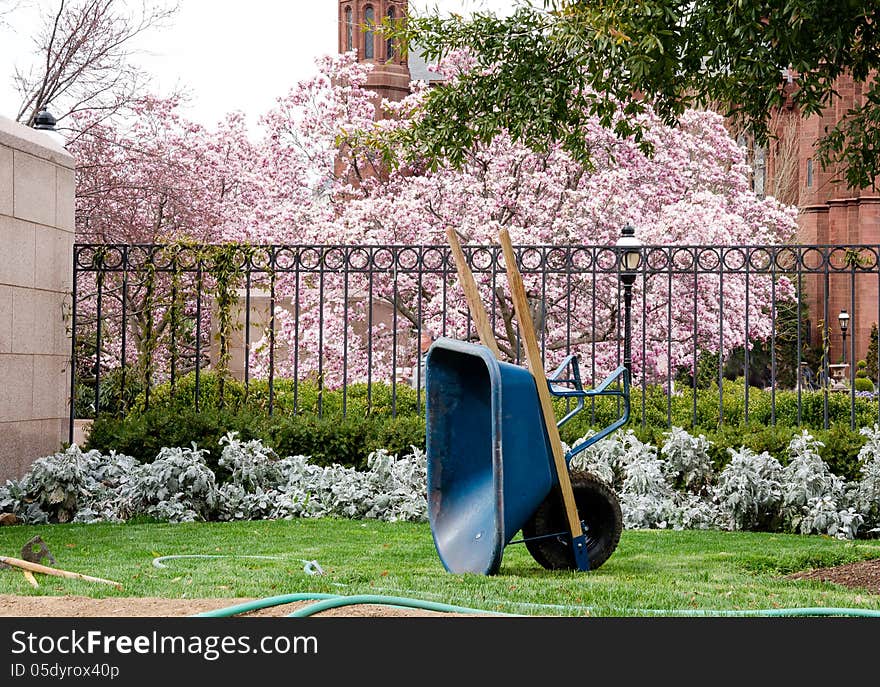 Wheelbarrow with magnolia trees in background