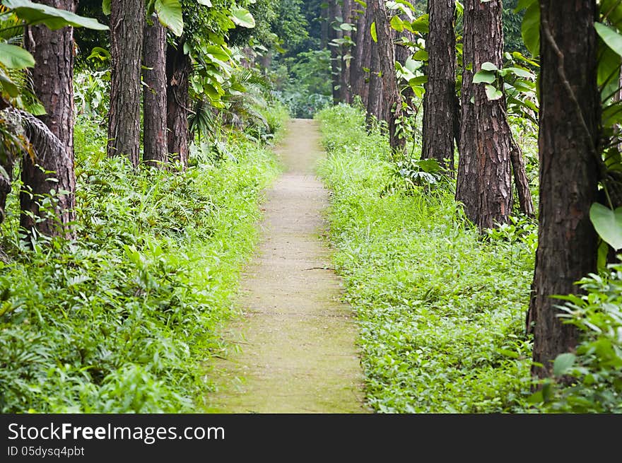 Curved path in a  peace garden. Curved path in a  peace garden