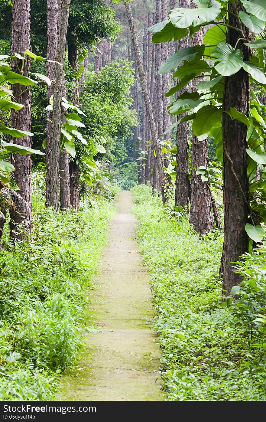 Garden path