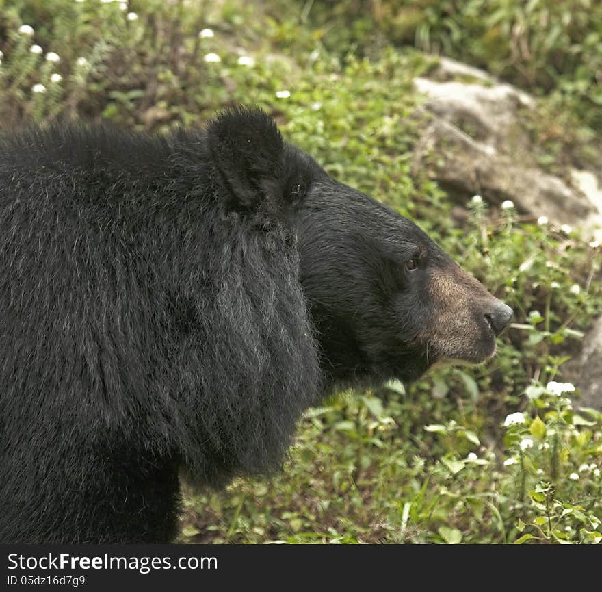 Himalayan Black bear