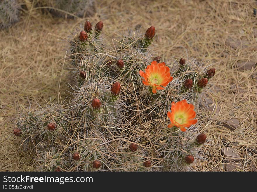 Flowering cactus