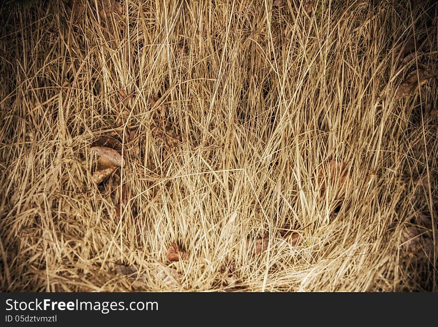 Dry Grass Background