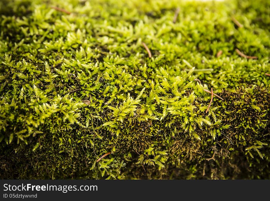 Close up of young light green moss in the forest. Close up of young light green moss in the forest.
