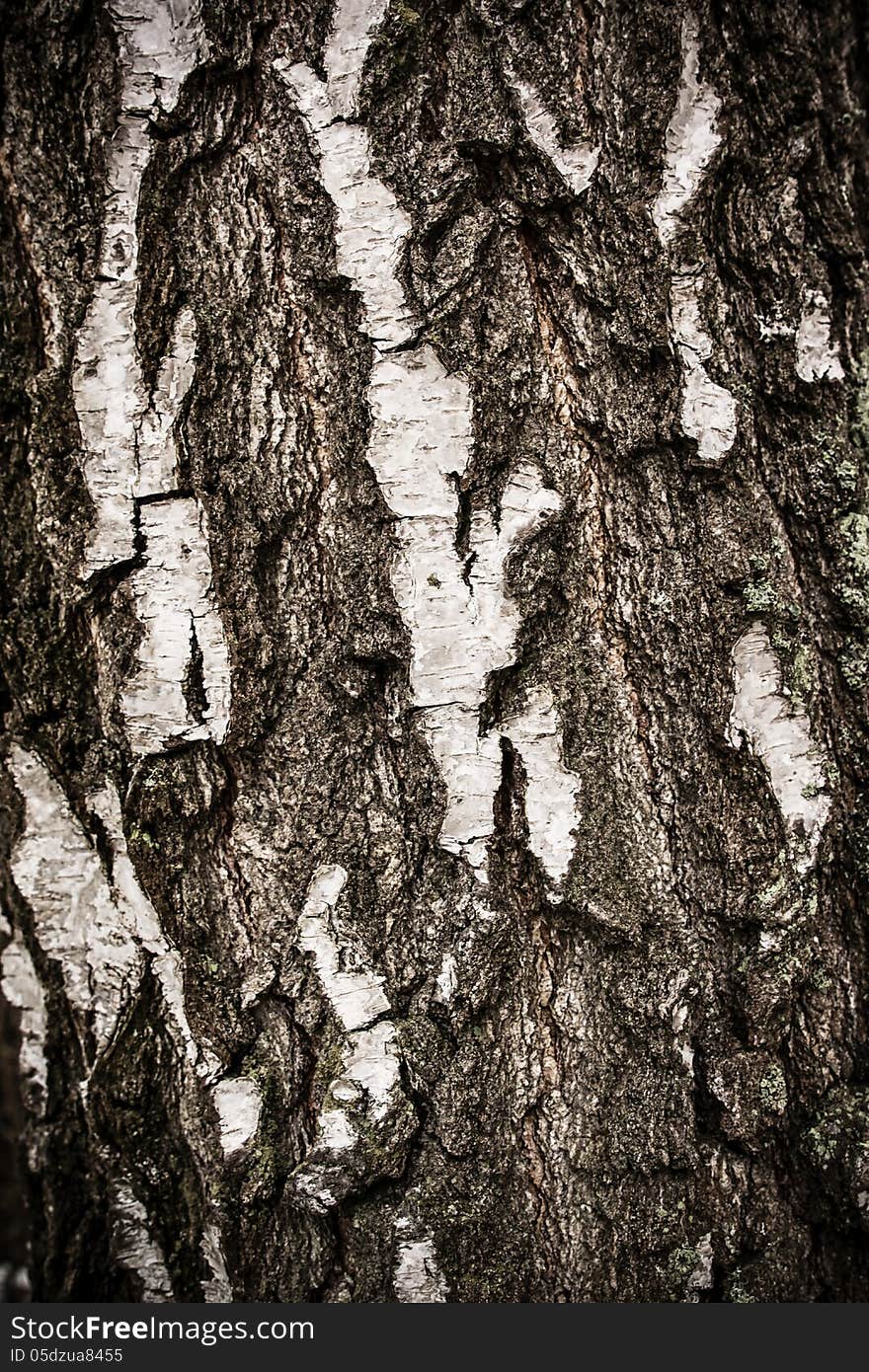 Birch tree bark background