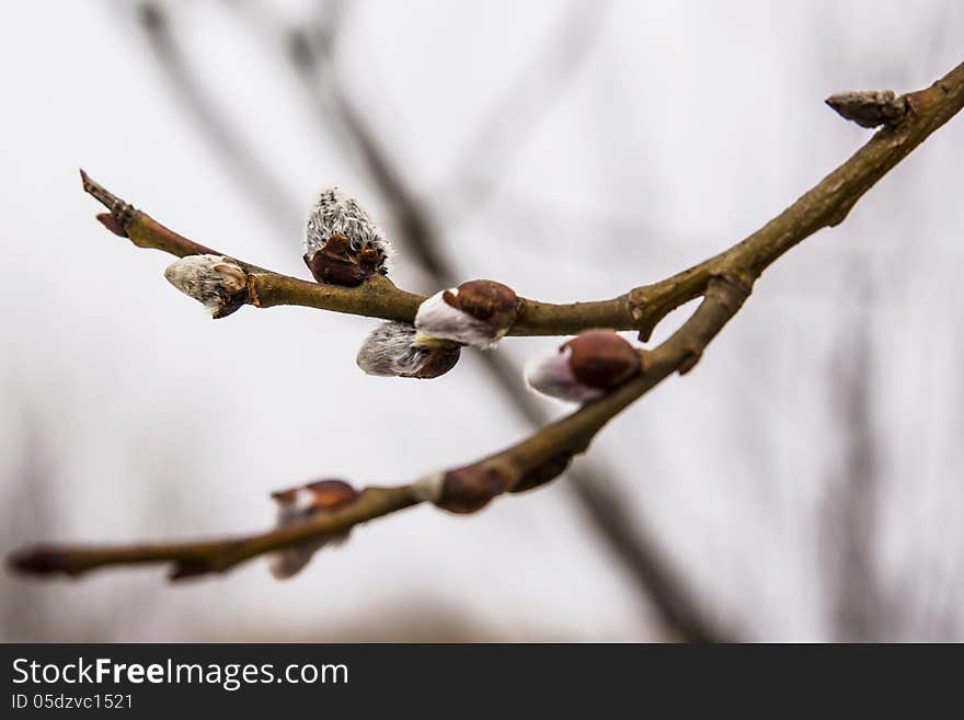 Pussy Willow Twig Blooming In Spring