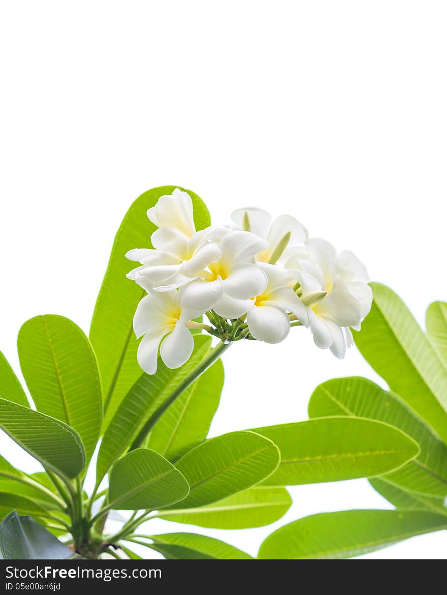 Frangipani (plumeria) flowers on a tree, isolated. Frangipani (plumeria) flowers on a tree, isolated