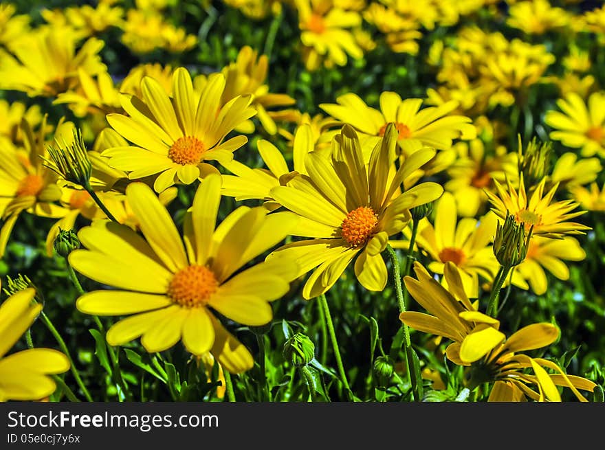 Close up of a bunch of yellow daisies blooming in spring