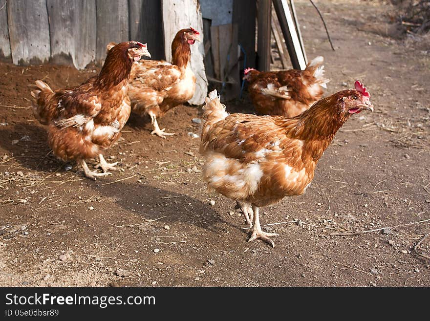 Red chicken coop around. selective focus