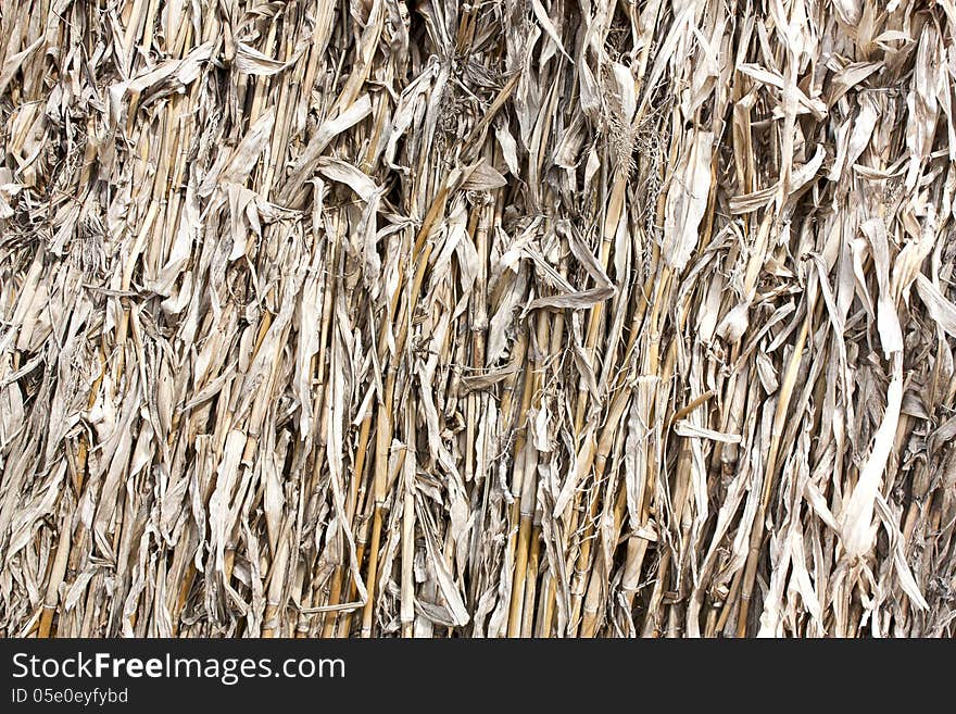 Background - dried stalks and leaves of corn. Background - dried stalks and leaves of corn