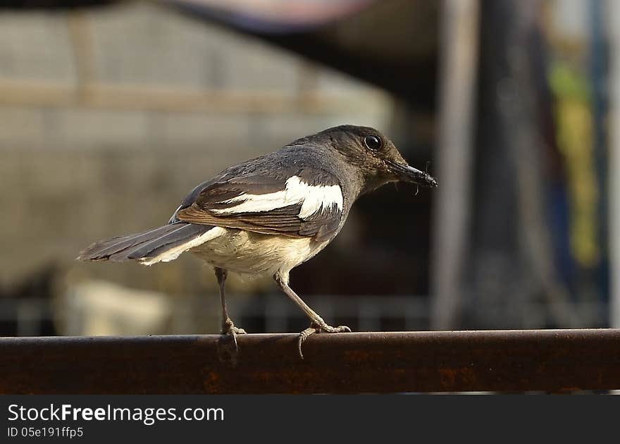 Oriental Magpie Robin female. Oriental Magpie Robin female.