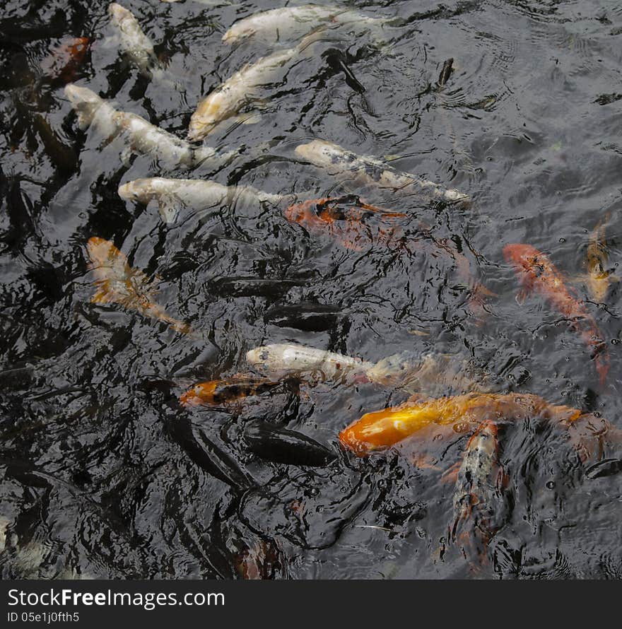 Koi Swimming Underwater and Breaking the Surface