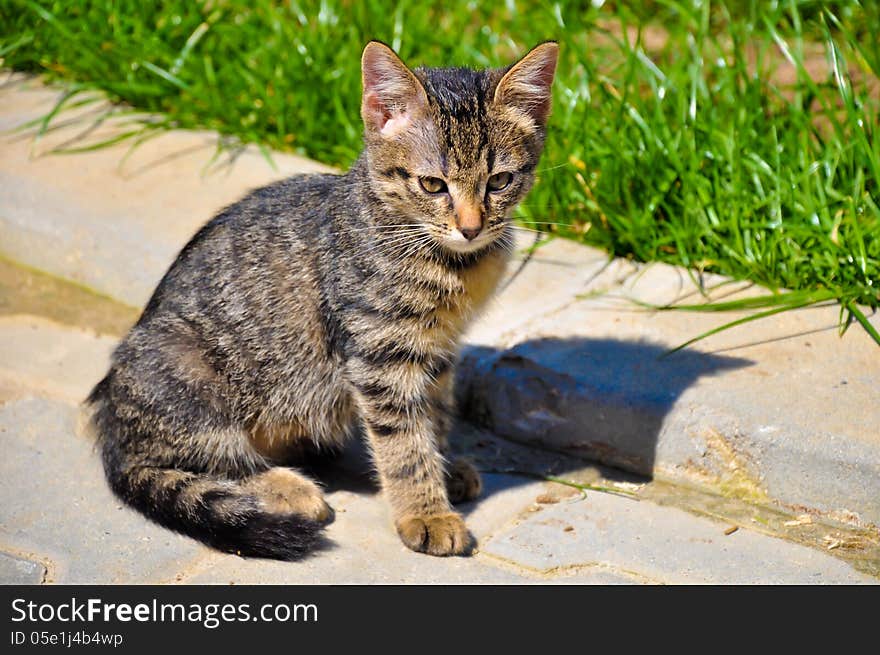 Beautiful kitty cat in the alley