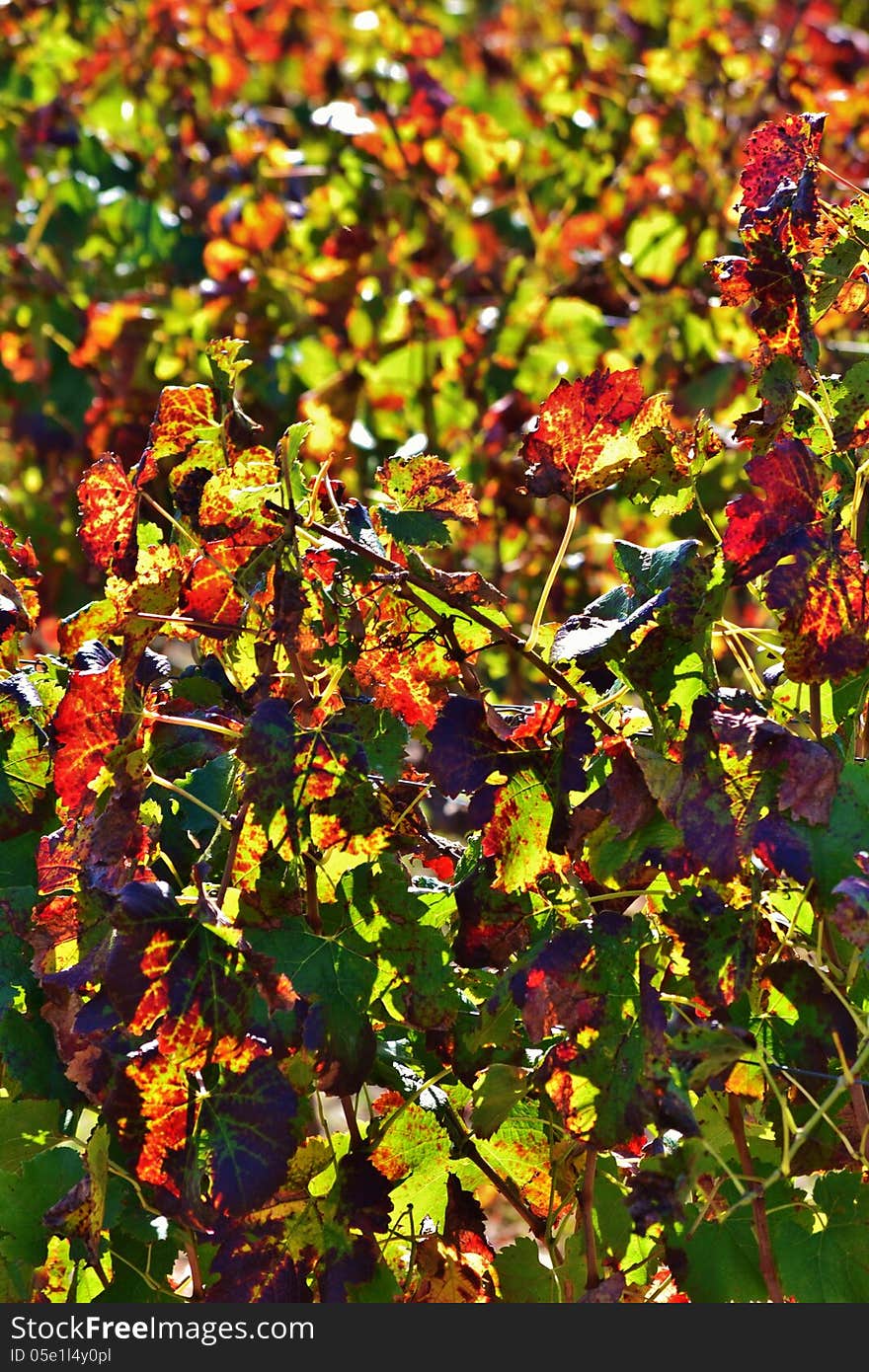 Close up of colorful wine leafs in autum sun light. Close up of colorful wine leafs in autum sun light