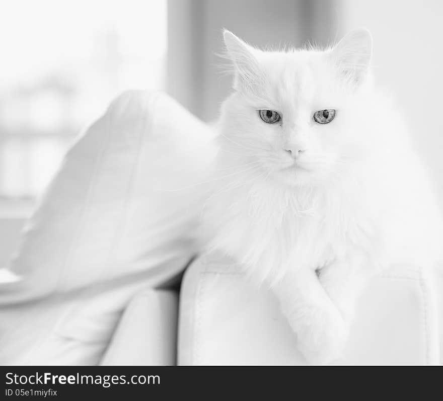 High key black and white image of a White Turkish Angora. High key black and white image of a White Turkish Angora