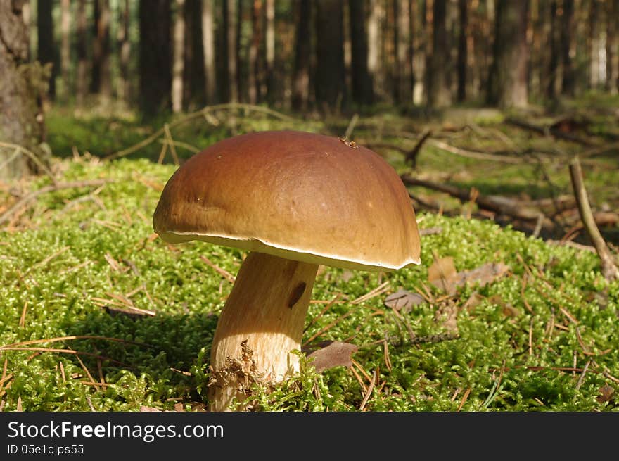 Boletus Edulis.