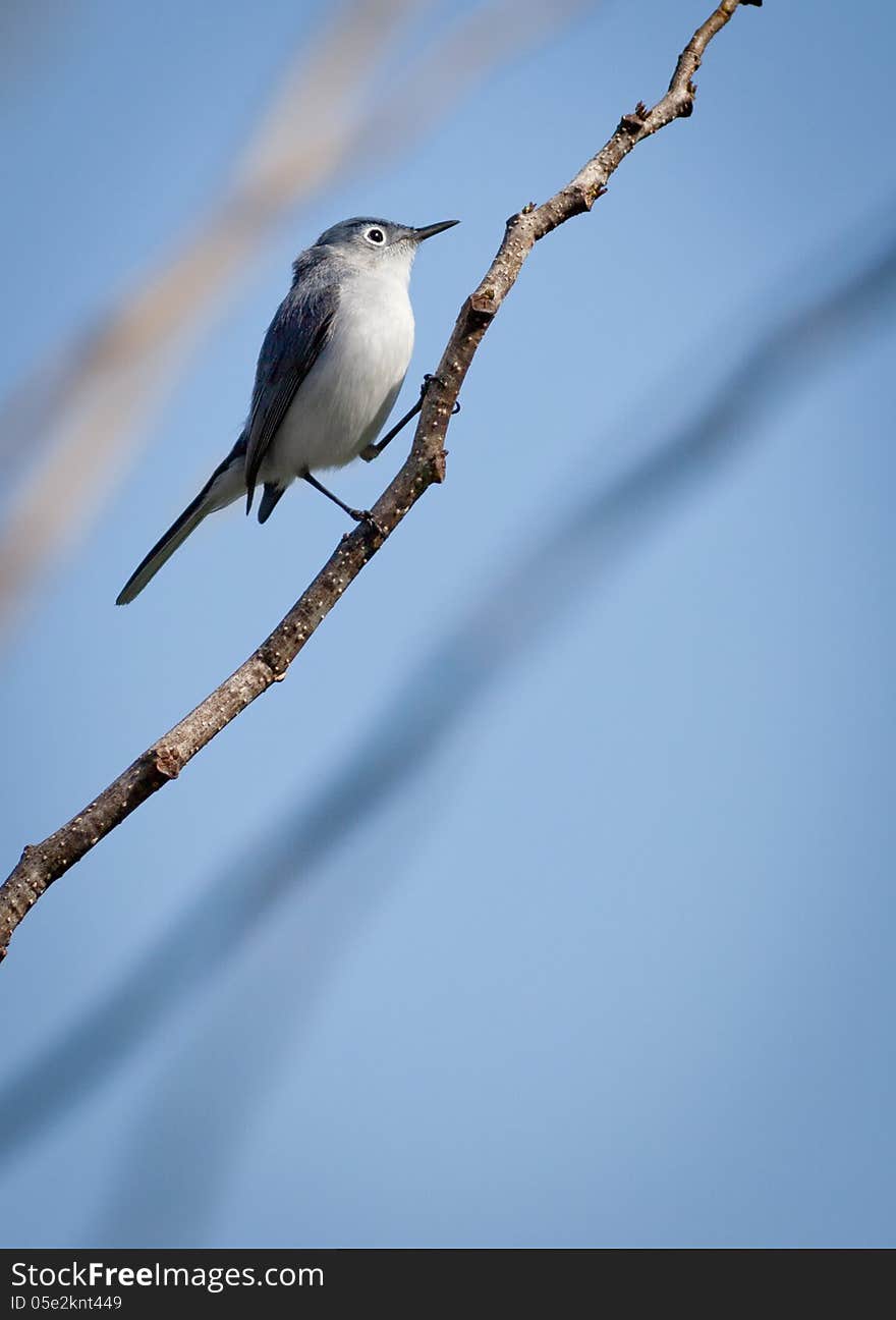 Gnatcatcher