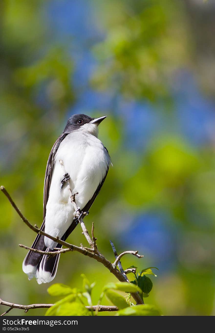 Eastern Kingbird