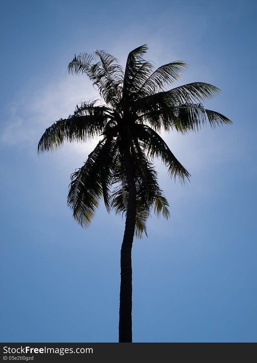 Black silhouette of a coconut tree. Black silhouette of a coconut tree