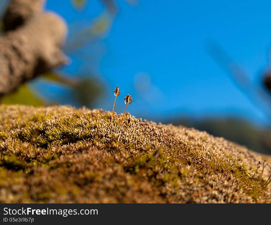 Close up water drop on moss. Close up water drop on moss