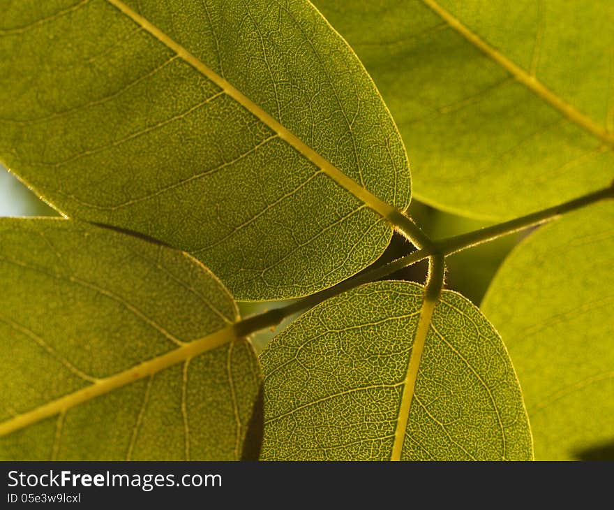 Green leaves