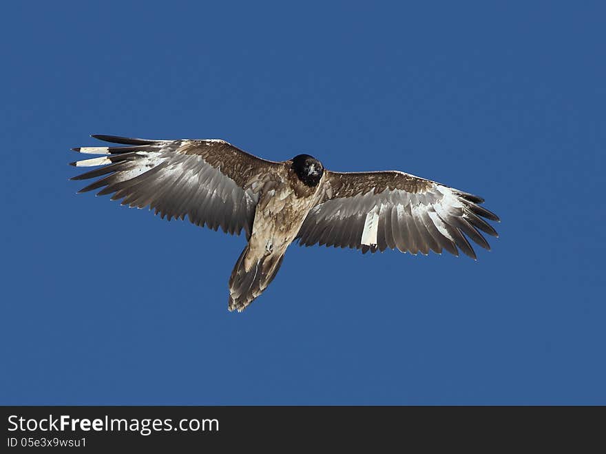 Female Bearded Vulture