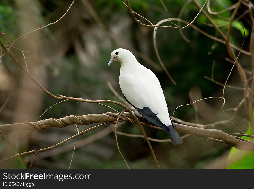 Beautiful bird in thailand forest. Beautiful bird in thailand forest