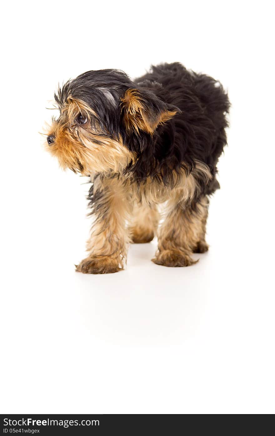 Small Portrait Of Yorkshire Terrier