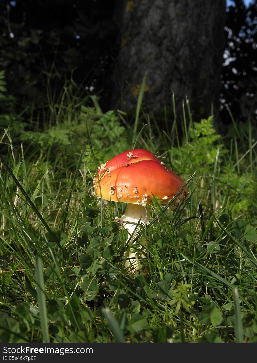 Toxic mushrooms - amanita muscaria