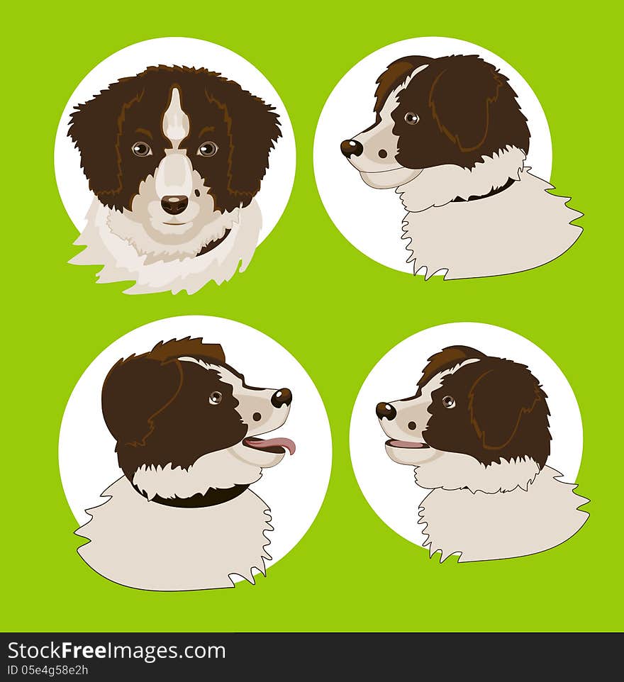 Four Images Of The Dog