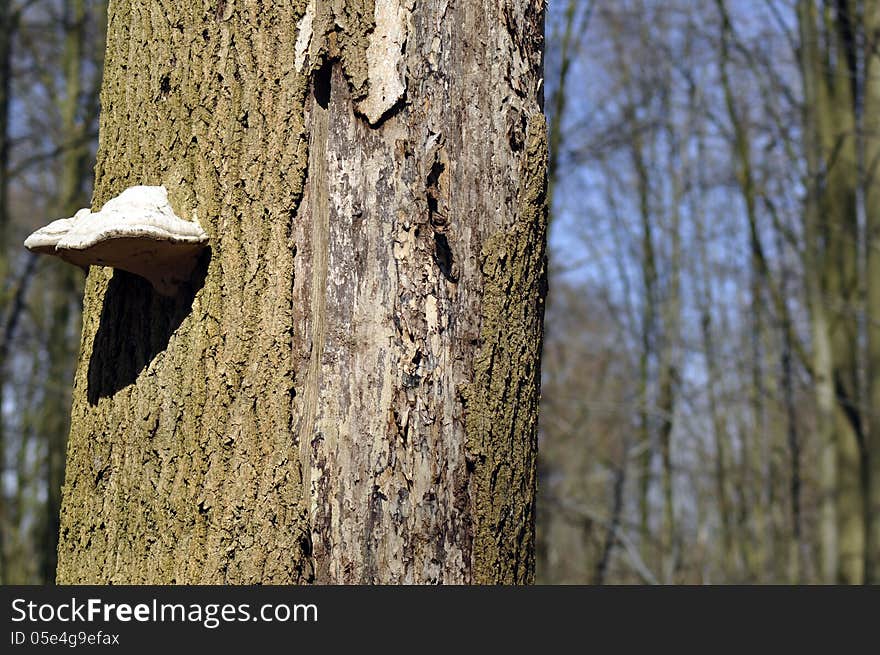 Closeup detail of a tree mushroom